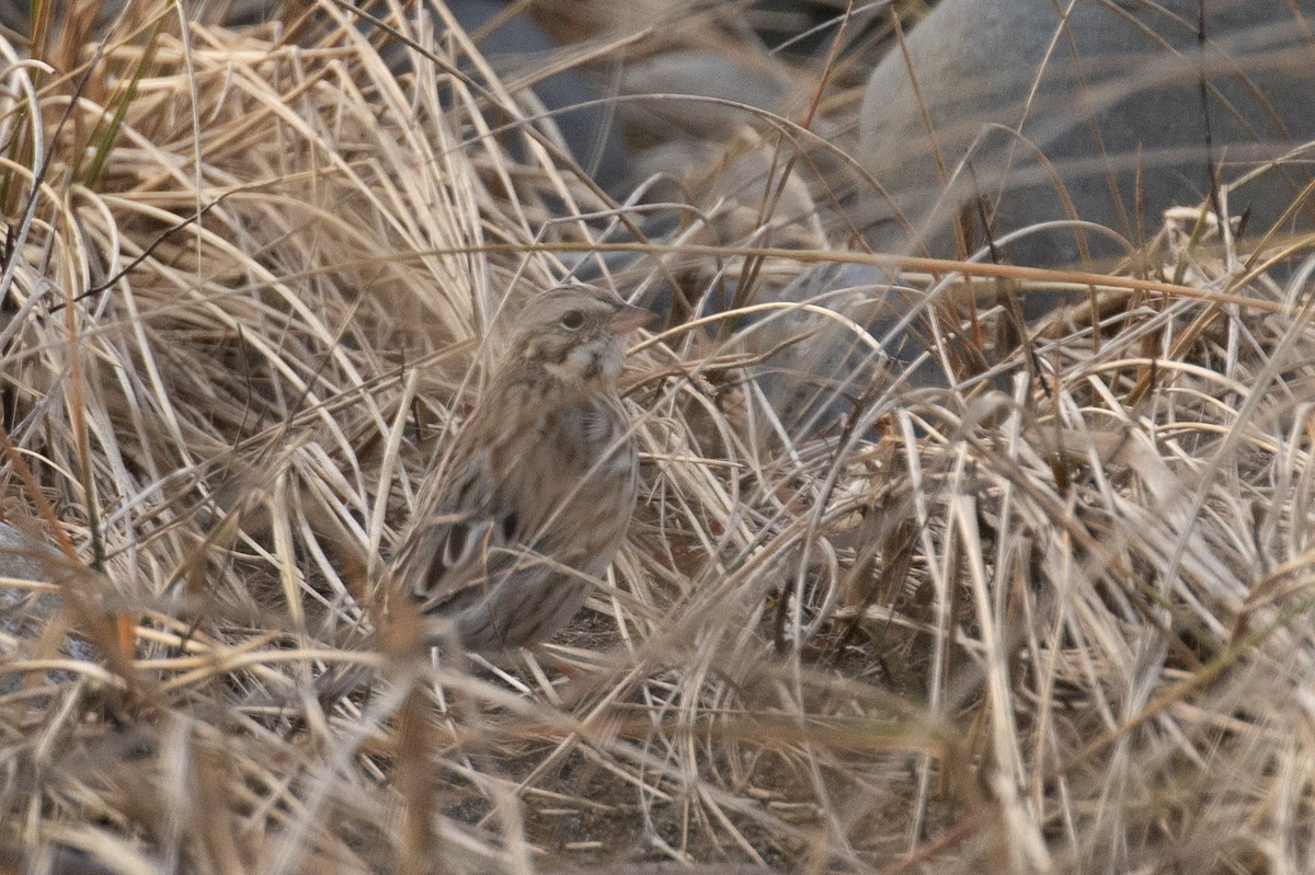 Savannah Sparrow (Ipswich) - ML646600892