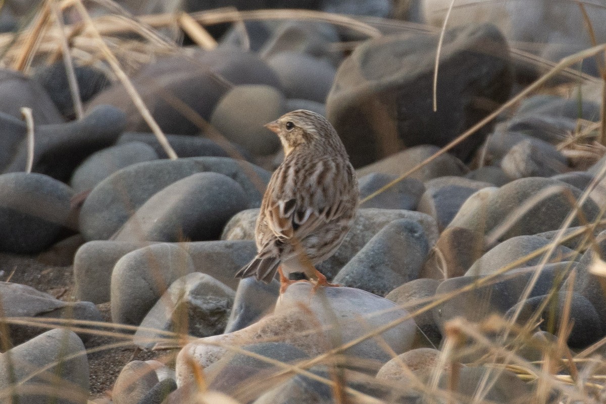 Savannah Sparrow (Ipswich) - ML646600894