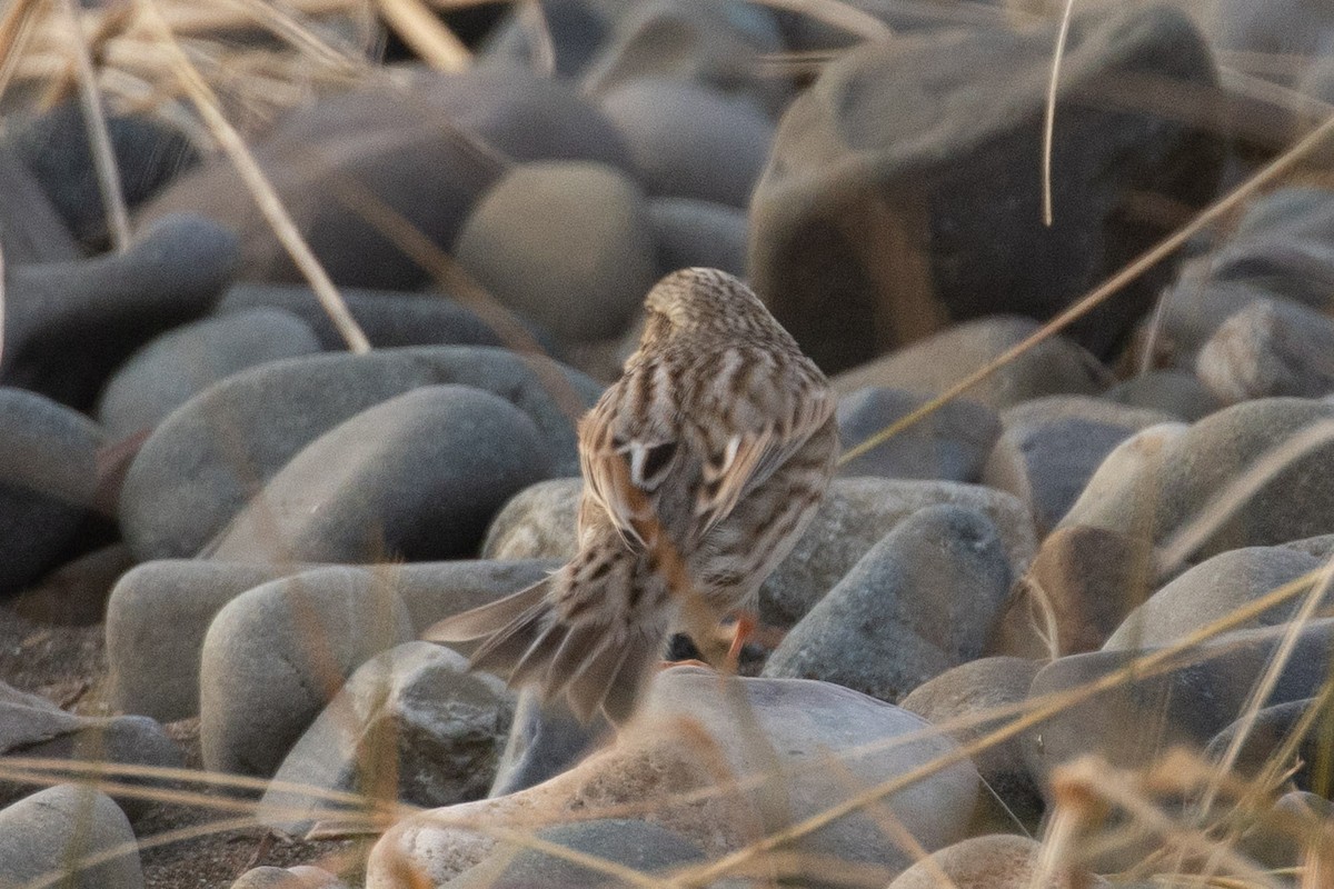 Savannah Sparrow (Ipswich) - ML646600895