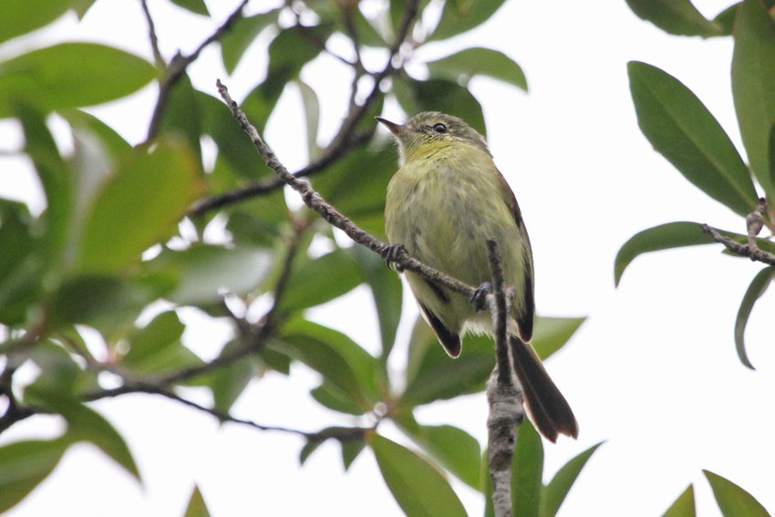 Restinga Yaprak Tiranı - ML646600896