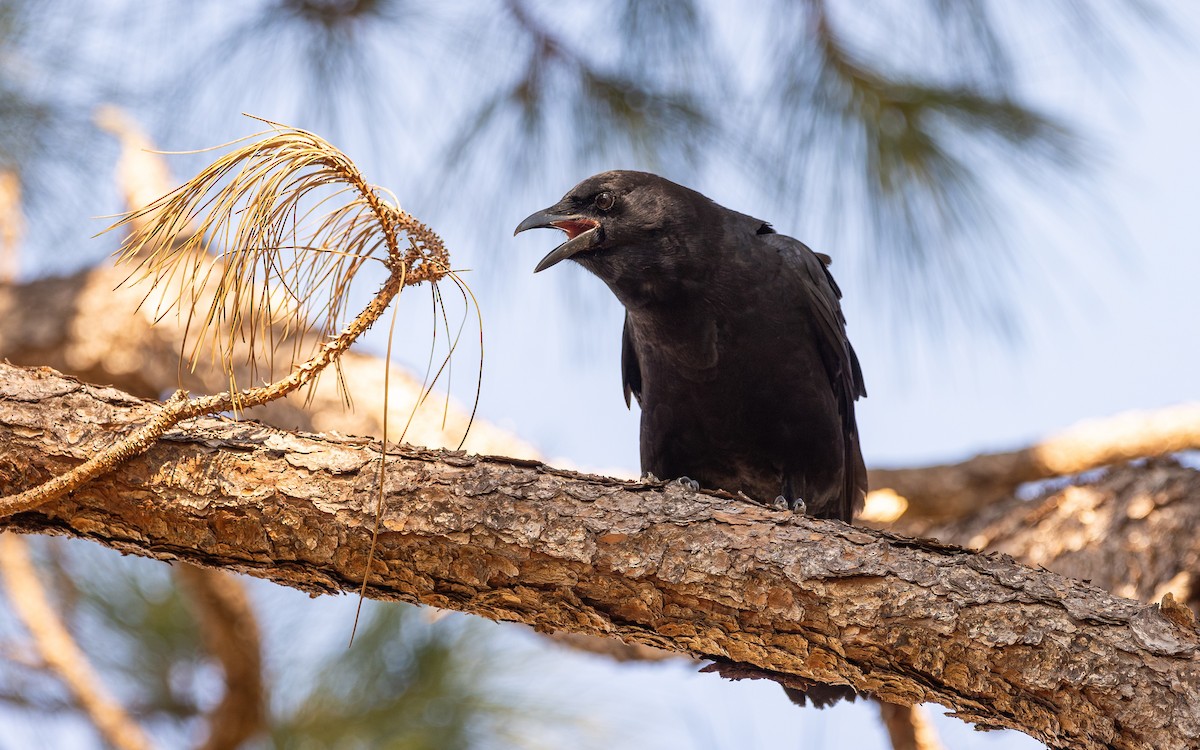 American Crow - ML646600901