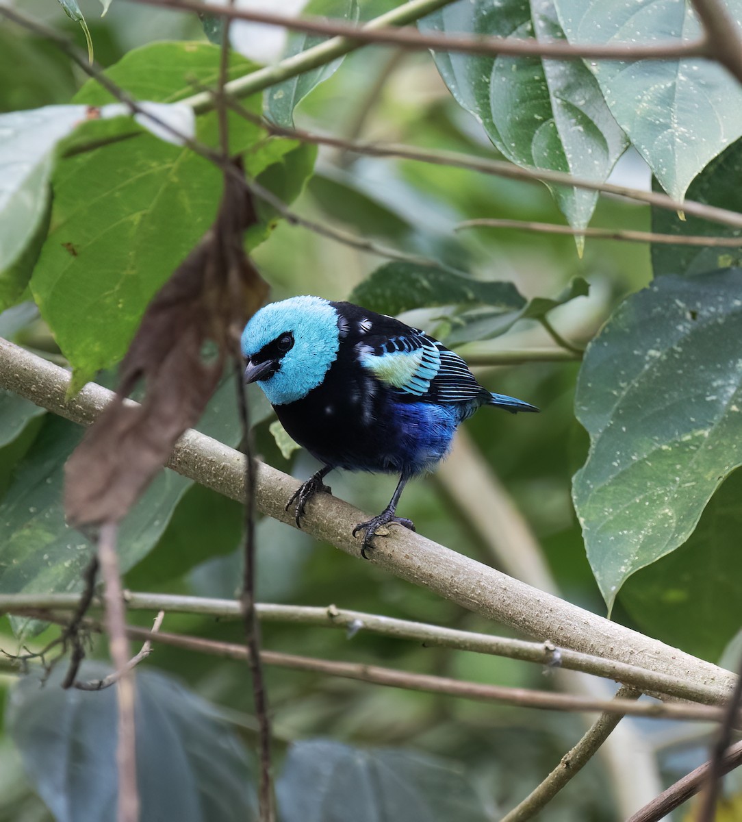 Танагра блакитношия - ML646600903