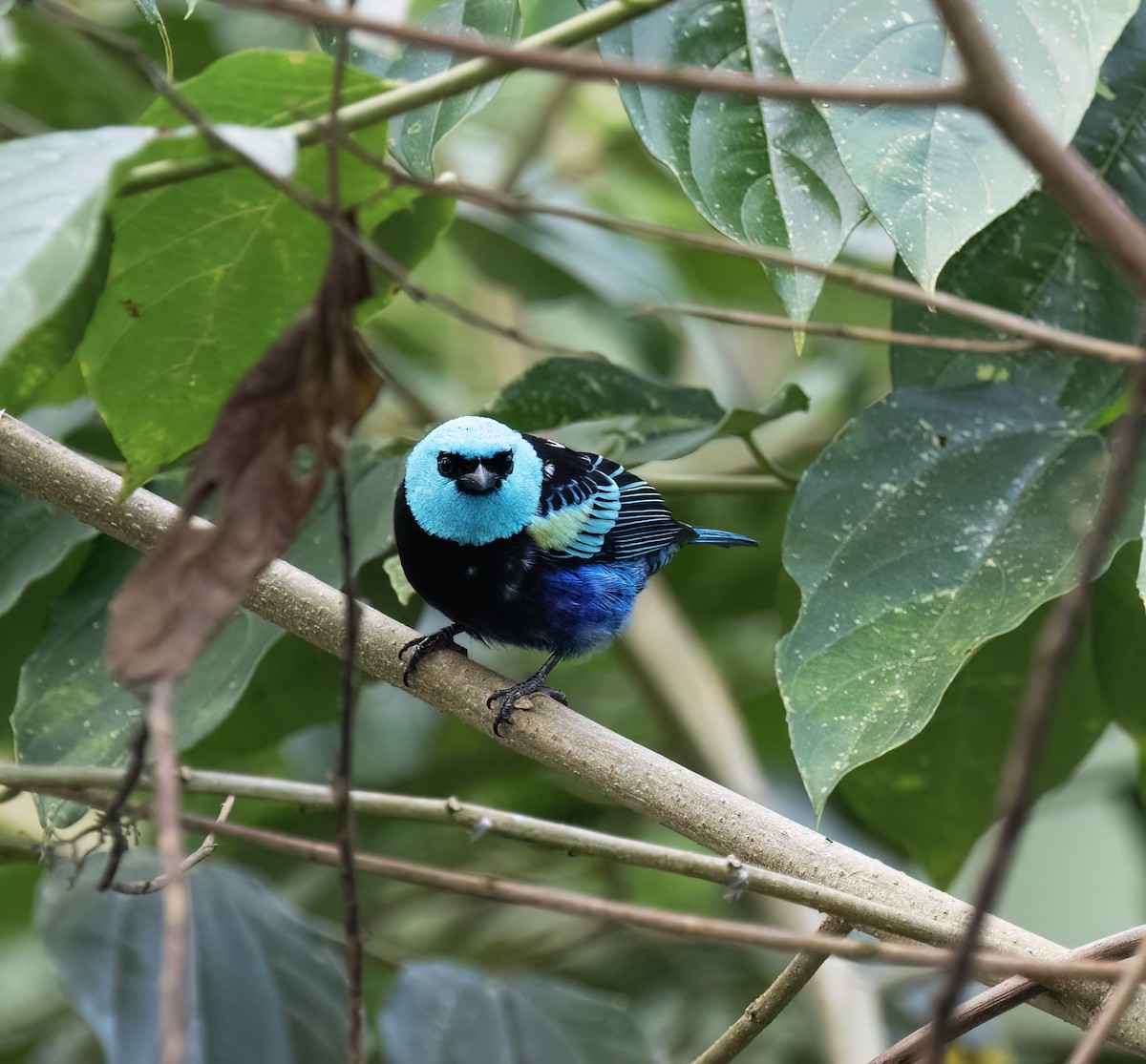 Танагра блакитношия - ML646600904