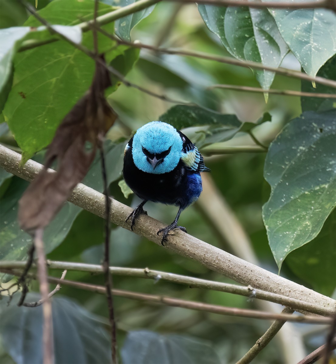 Танагра блакитношия - ML646600905