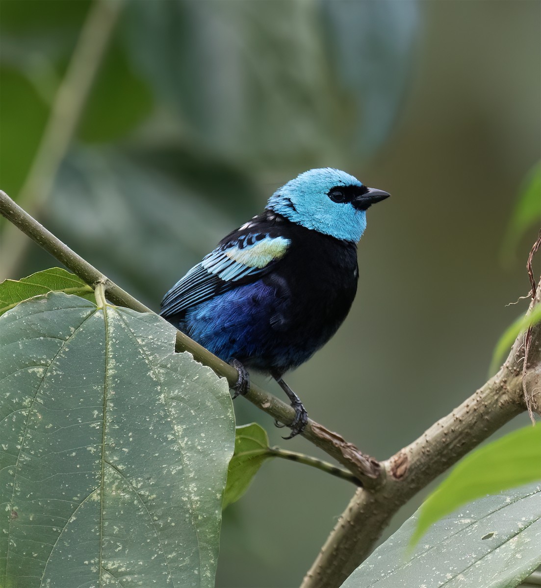 Blue-necked Tanager - ML646600906