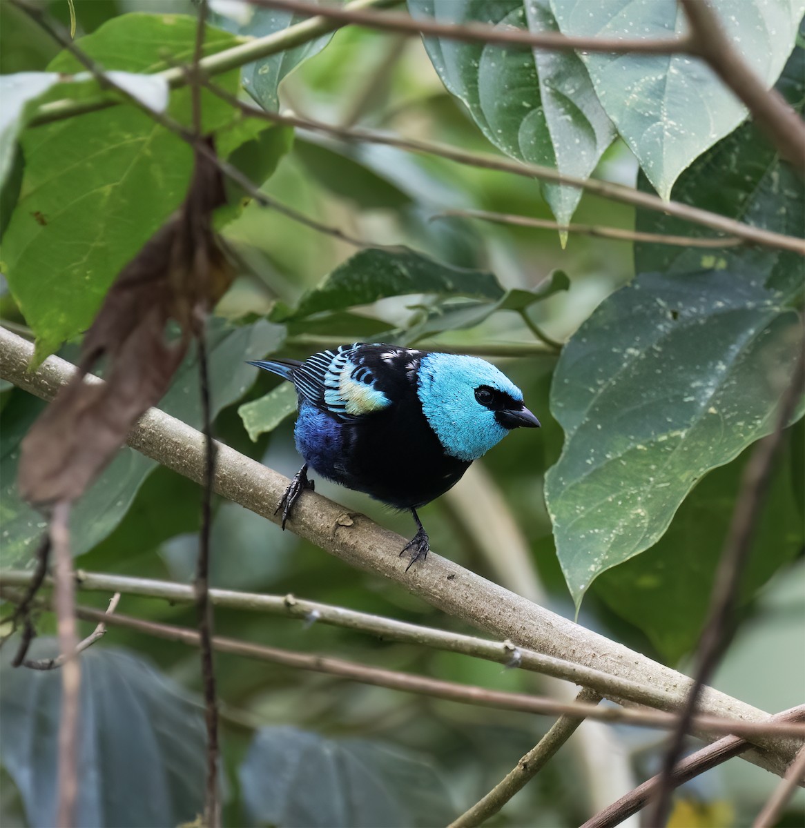 Blue-necked Tanager - ML646600907