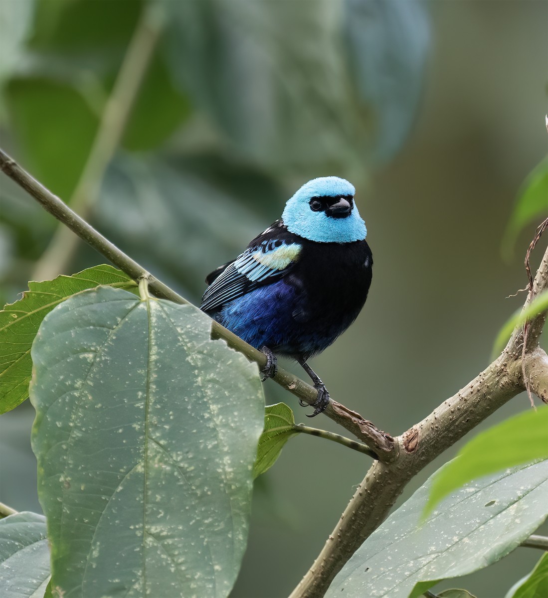 Blue-necked Tanager - ML646600908