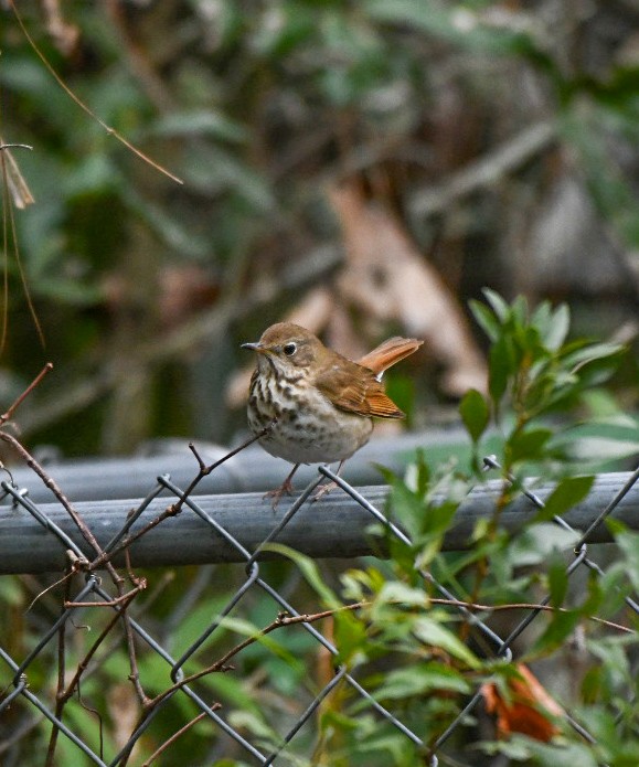 Hermit Thrush - ML646600911