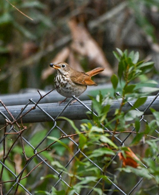 Hermit Thrush - ML646600912