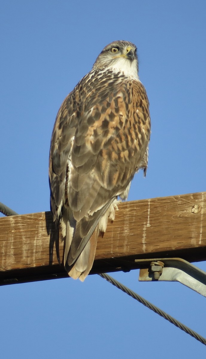 Ferruginous Hawk - ML646600914