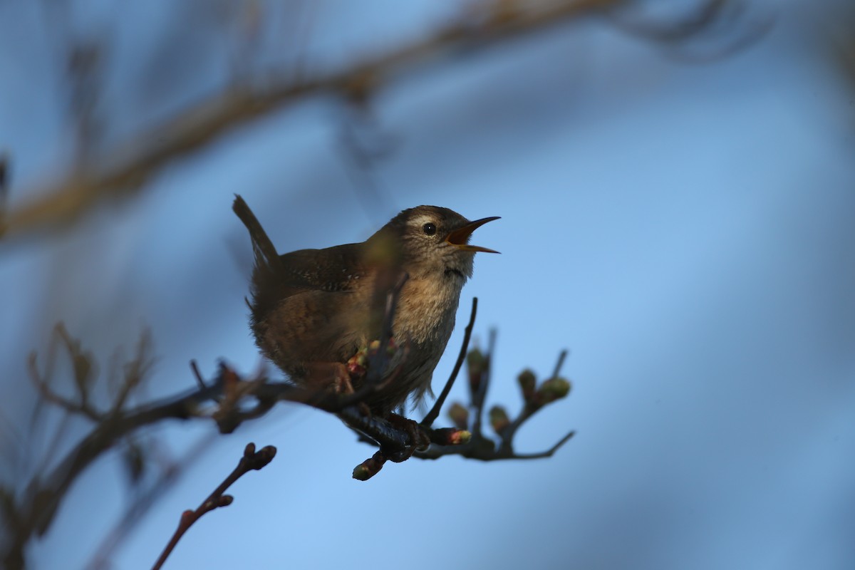 Eurasian Wren - ML646600915