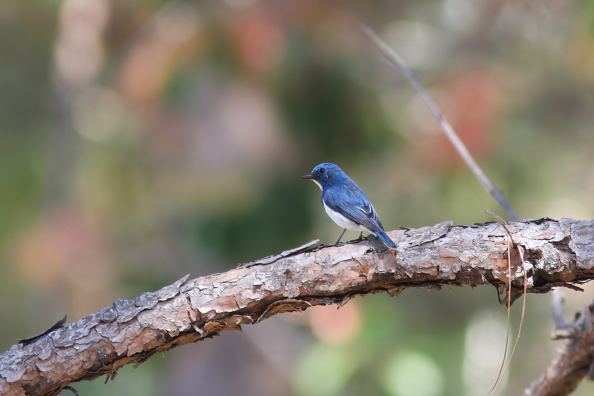 Ultramarine Flycatcher - ML646600916