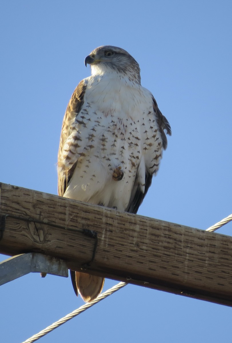 Ferruginous Hawk - ML646600919
