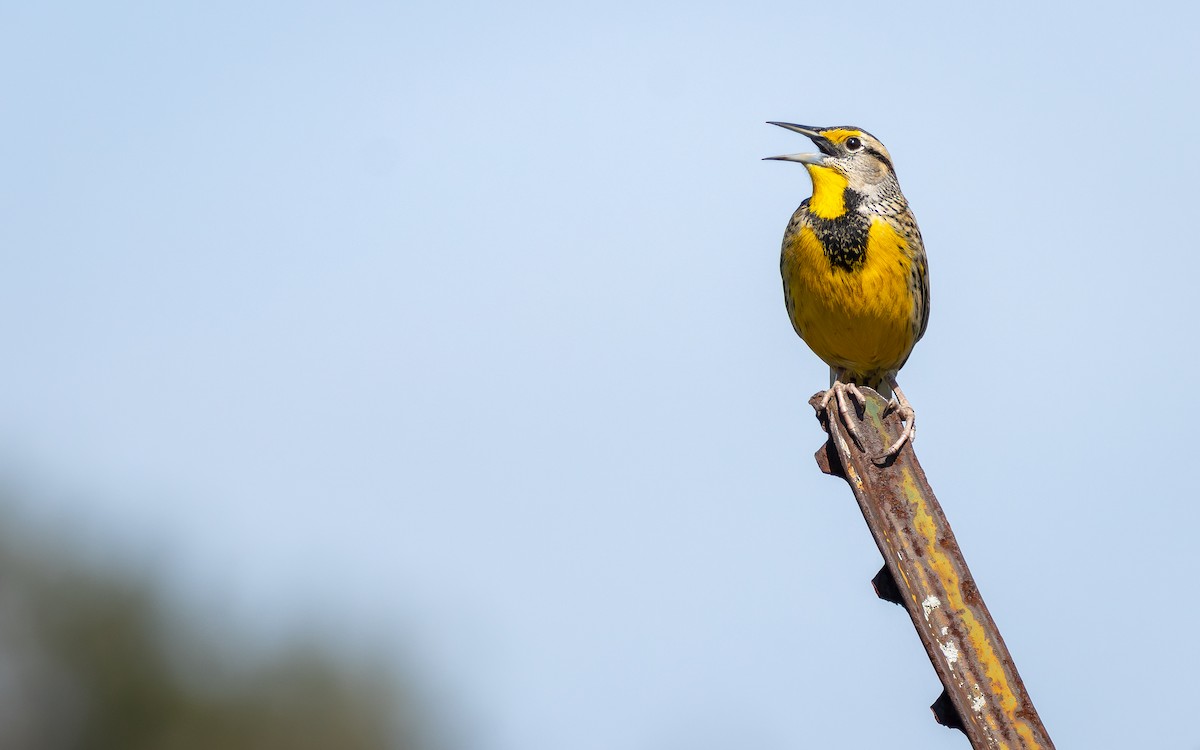 Eastern Meadowlark - ML646600920