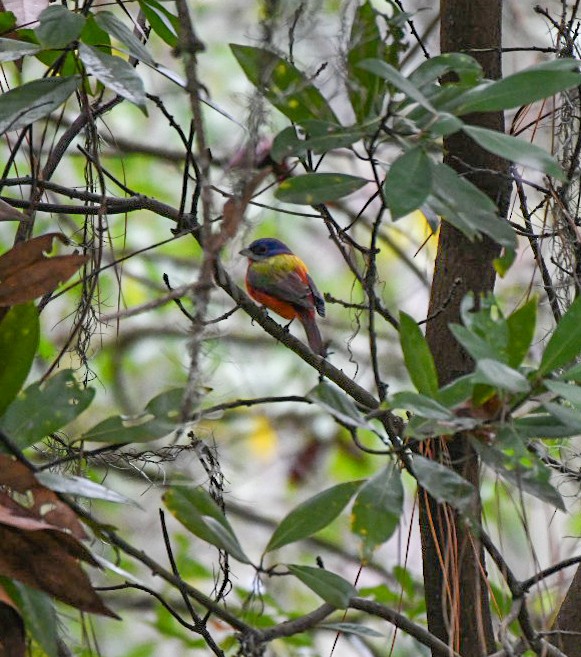 Painted Bunting - ML646600921