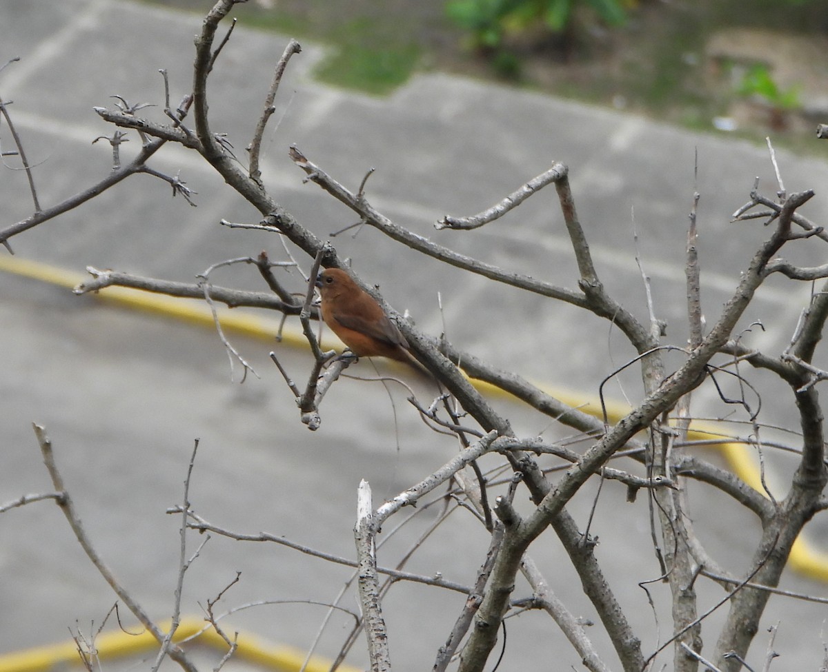 Ultramarine Grosbeak - ML646600922