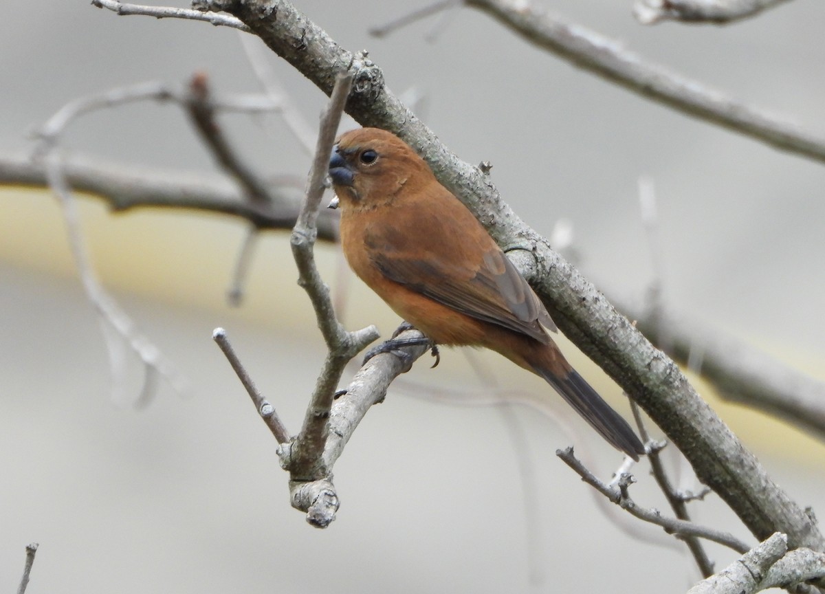 Ultramarine Grosbeak - ML646600923