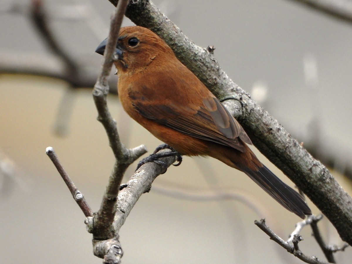 Ultramarine Grosbeak - ML646600924