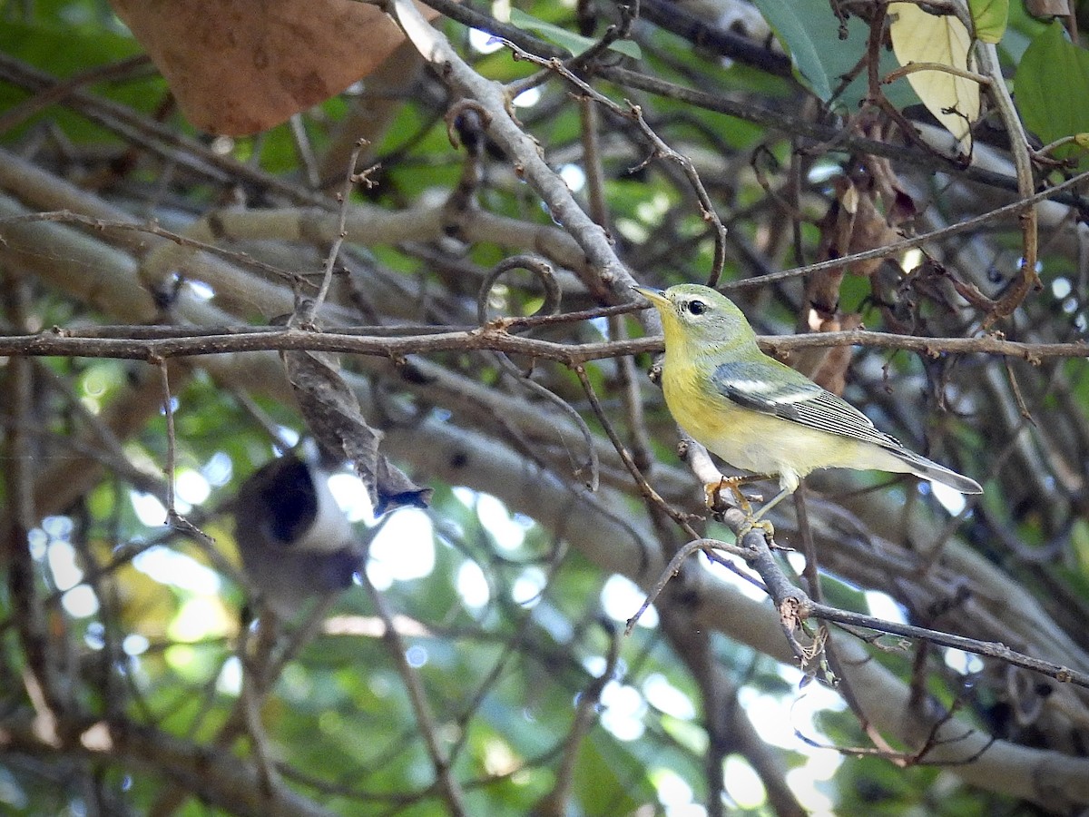 Northern Parula - ML646600926