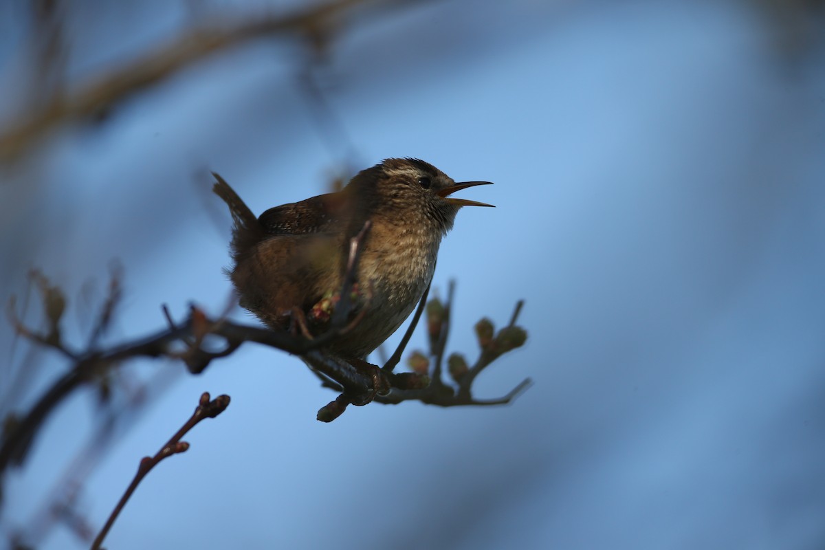 Eurasian Wren - ML646600928