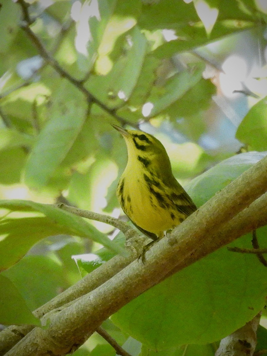 Prairie Warbler - ML646600931