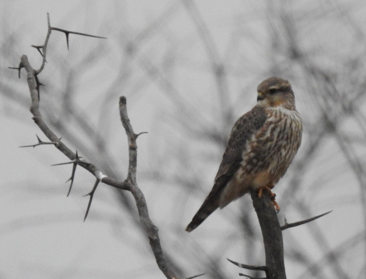 Merlin (Prairie) - ML646600932