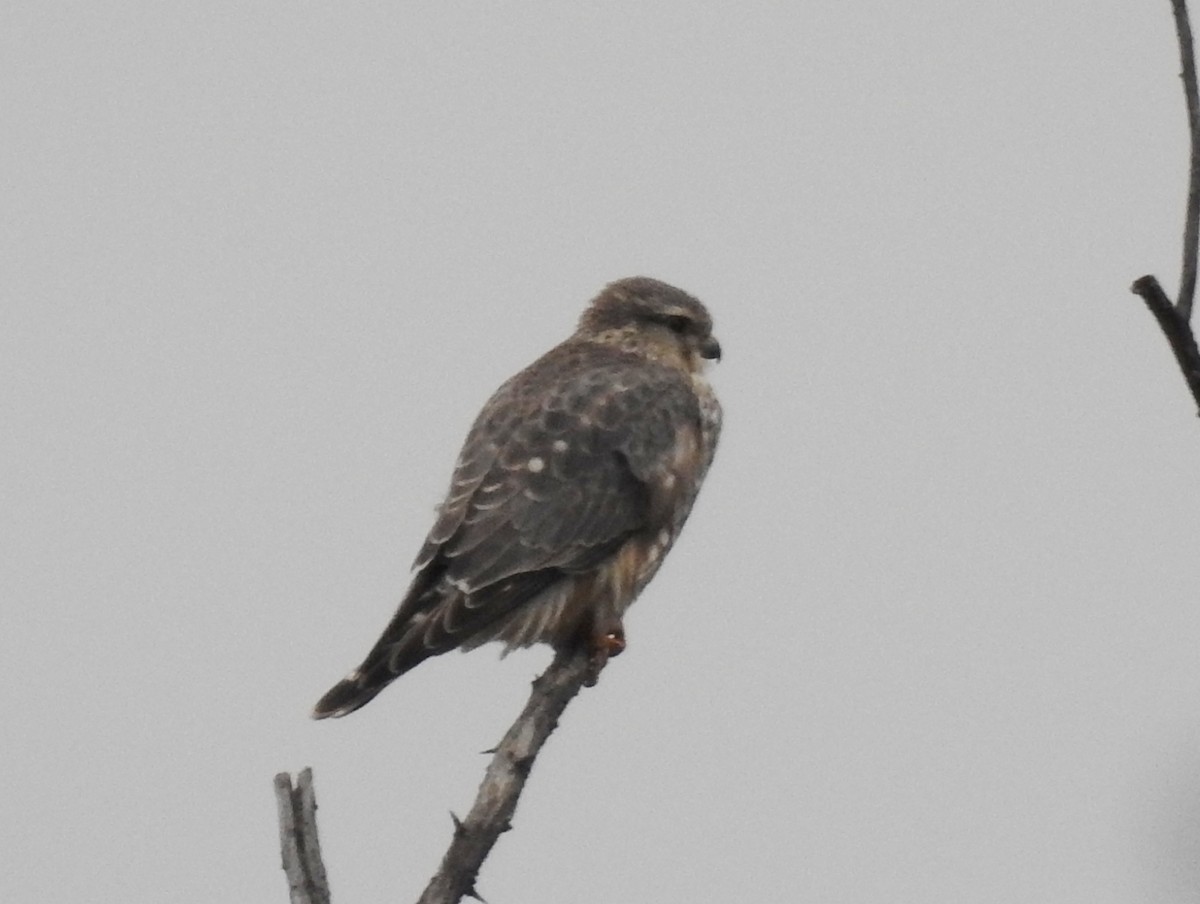 Merlin (Prairie) - ML646600933