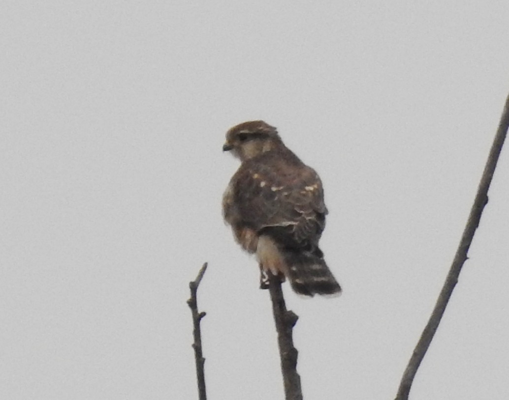 Merlin (Prairie) - ML646600934