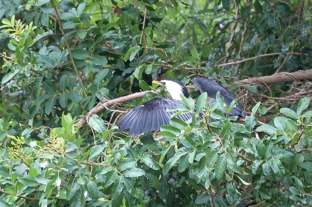 Little Pied Cormorant - ML646600935
