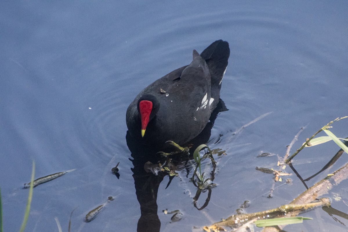 Common Gallinule - ML646600936