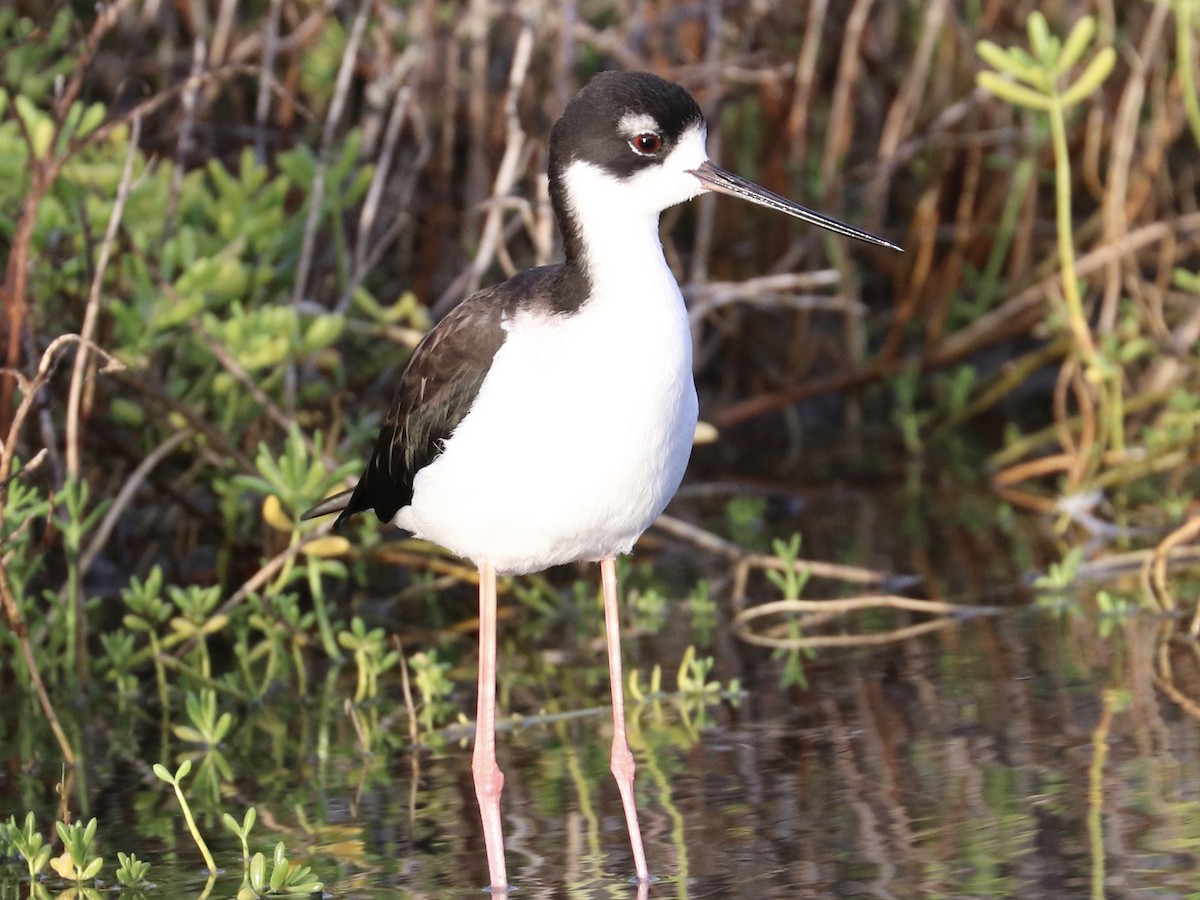 Black-necked Stilt - ML646600937