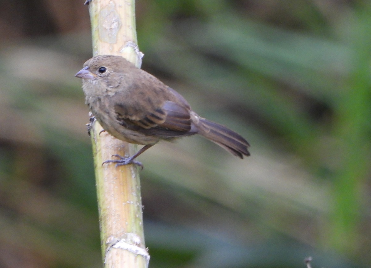 Blue-black Grassquit - ML646600939