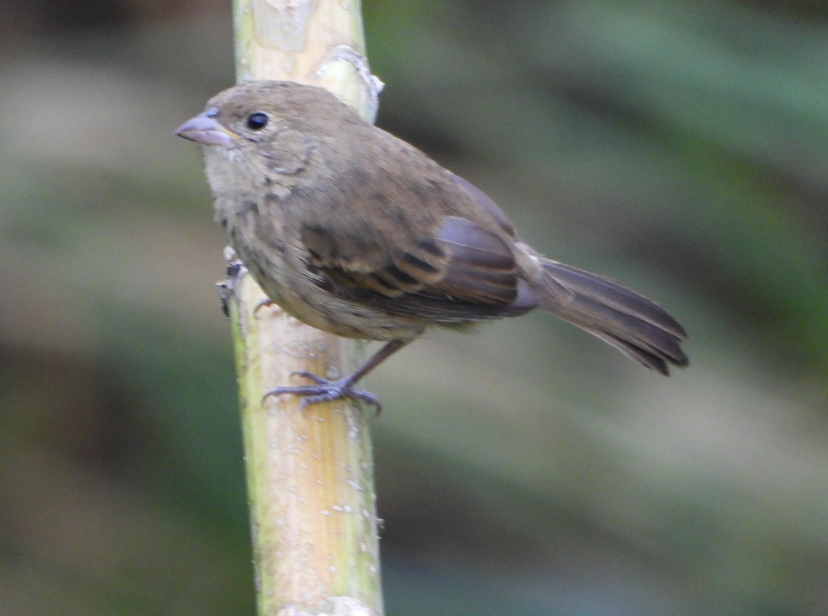 Blue-black Grassquit - ML646600940