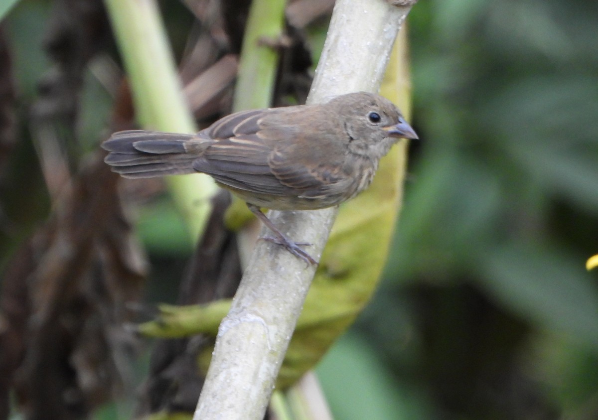 Blue-black Grassquit - ML646600941