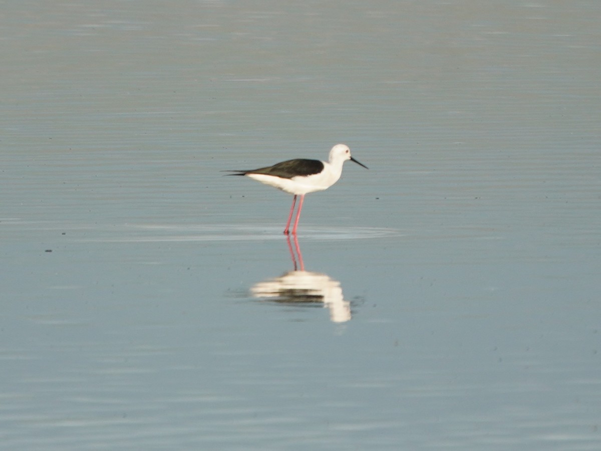 Black-winged Stilt - ML646600942