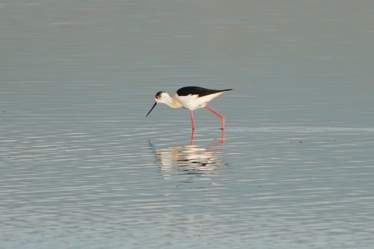 Black-winged Stilt - ML646600943