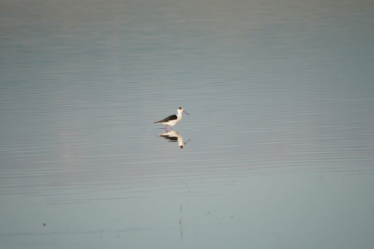Black-winged Stilt - ML646600944