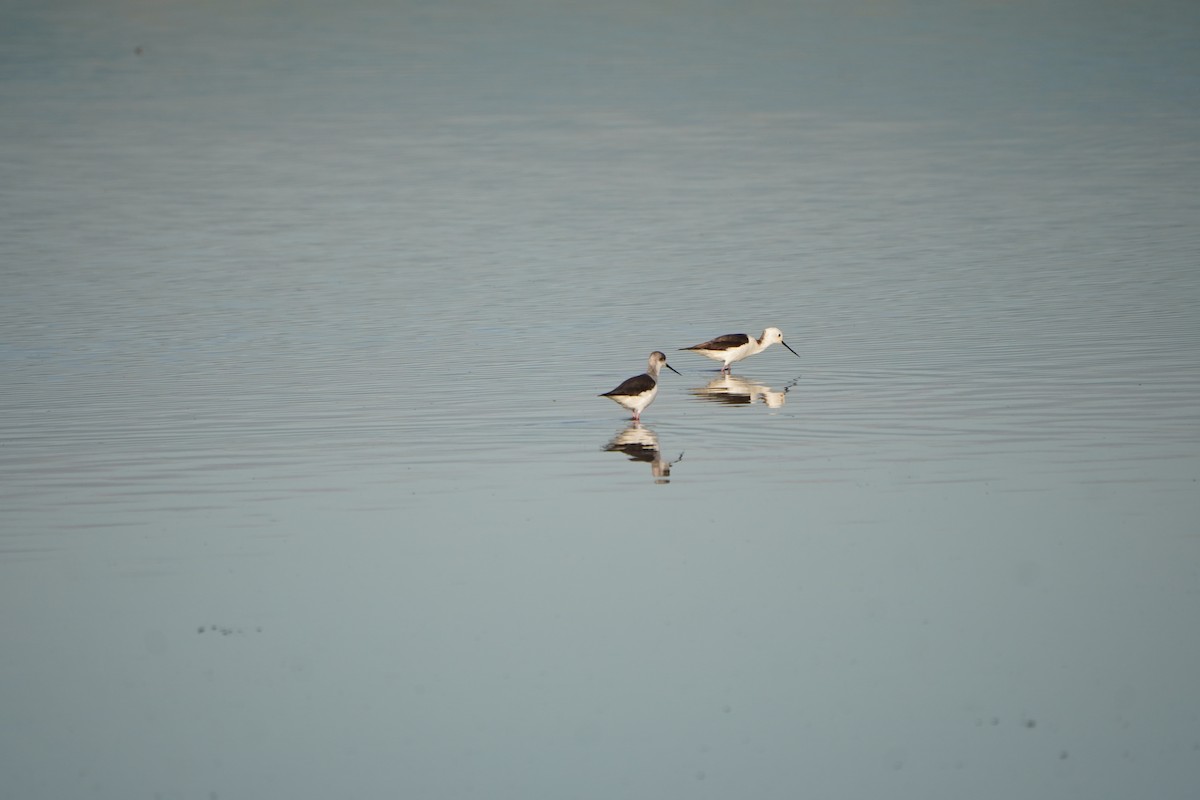 Black-winged Stilt - ML646600945