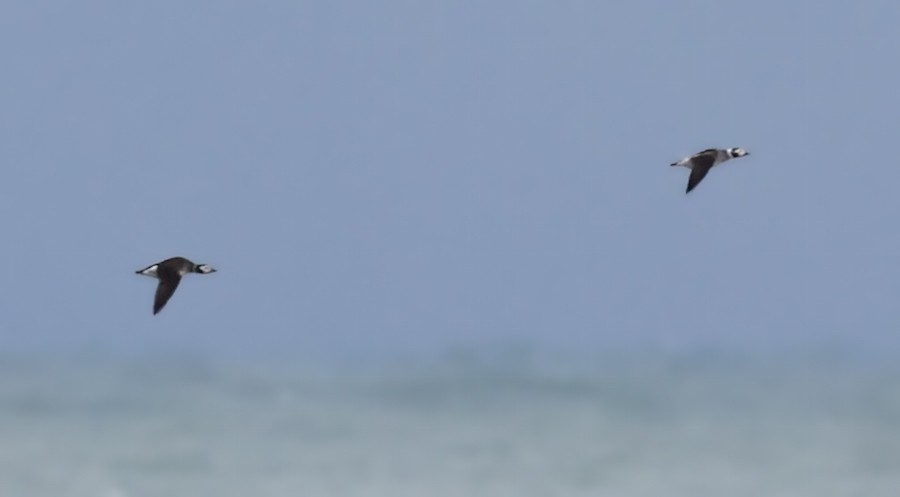 Long-tailed Duck - ML646600946