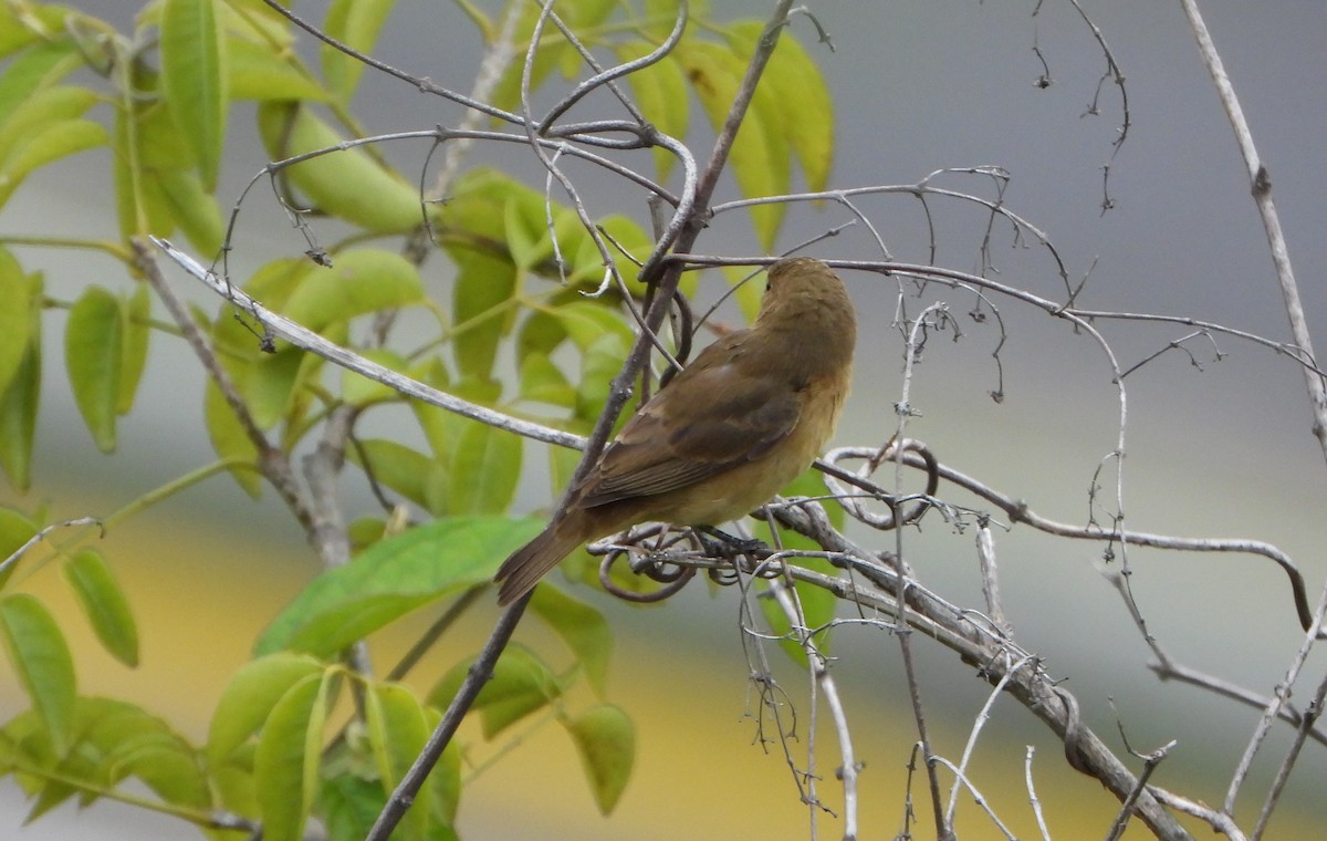 Yellow-bellied Seedeater - ML646600950