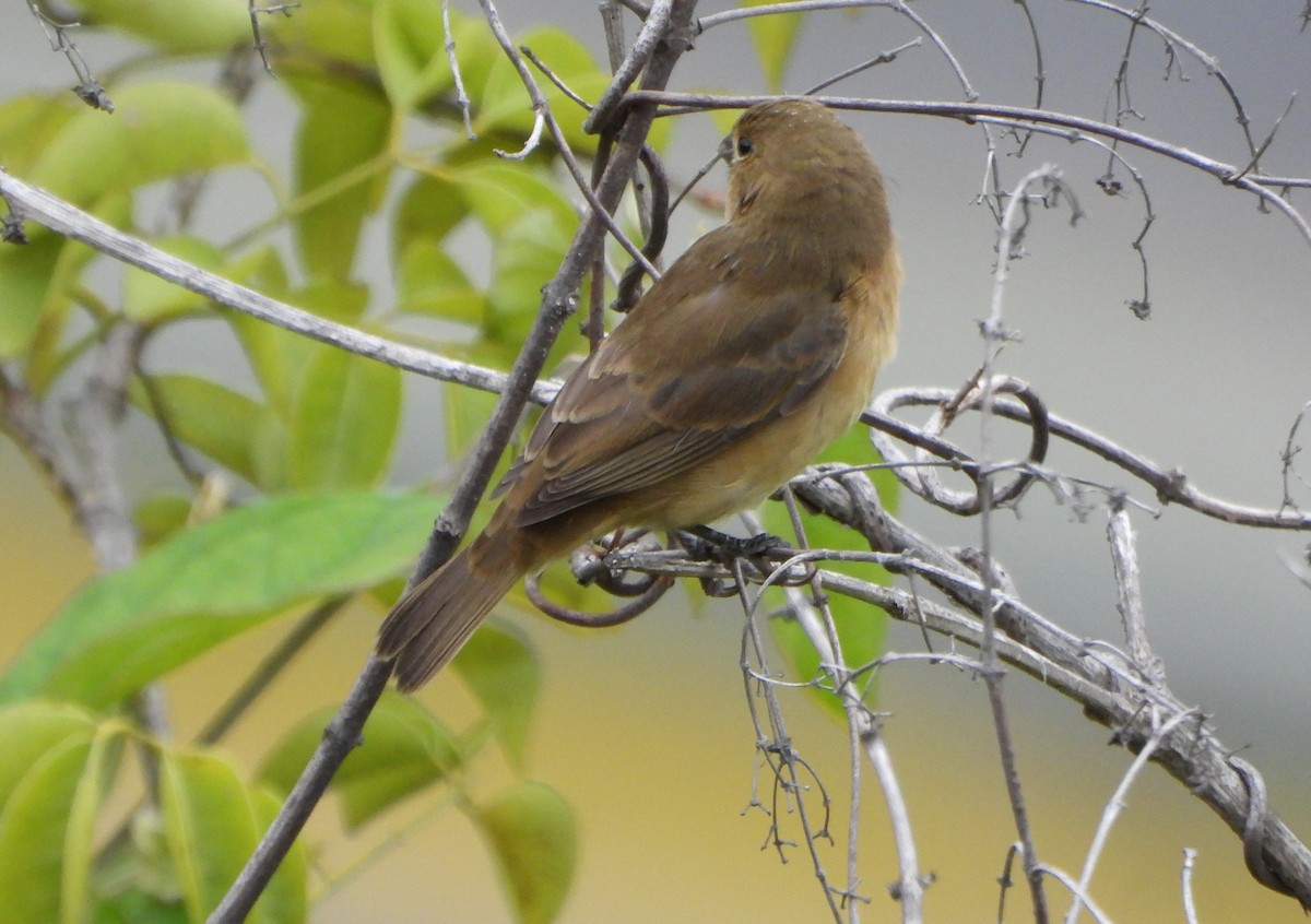Yellow-bellied Seedeater - ML646600951