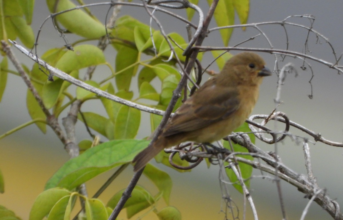 Yellow-bellied Seedeater - ML646600952