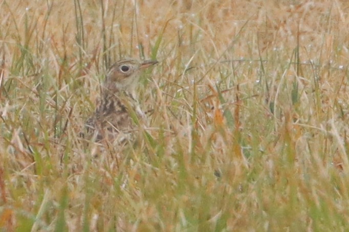 Sprague's Pipit - ML646600953