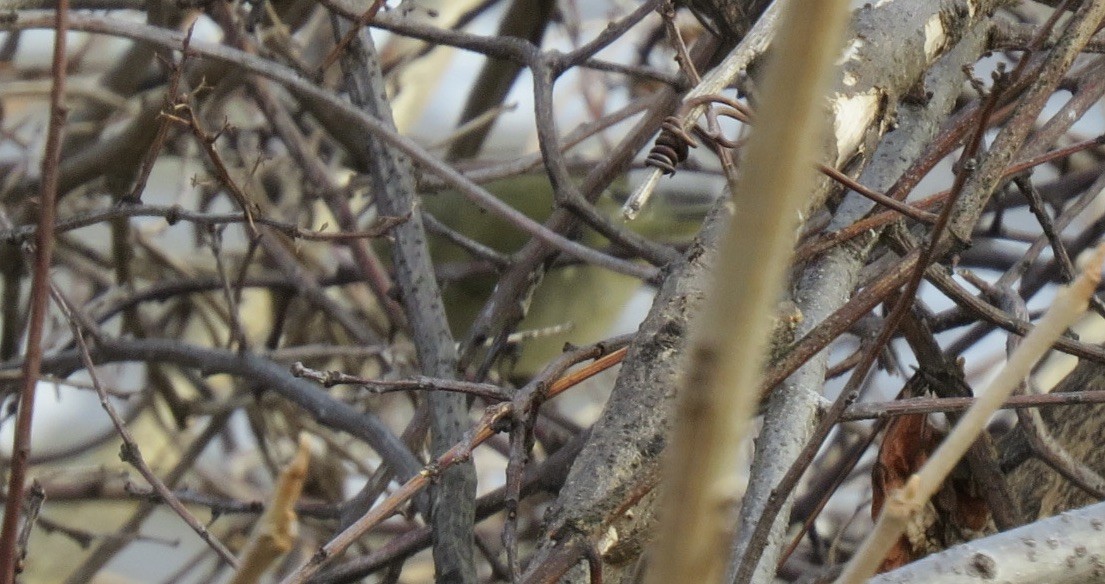 Erregetxo mottogorria - ML646600954