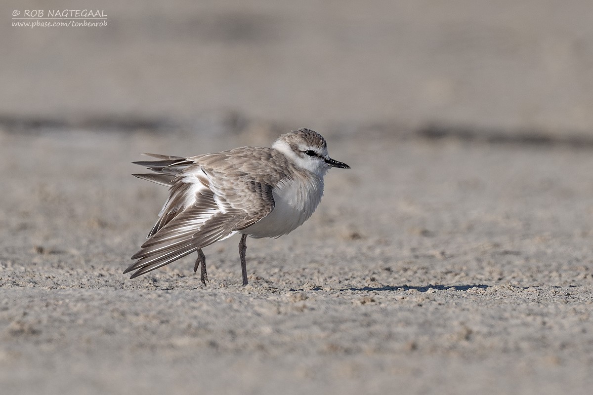 Пісочник білолобий - ML646600956