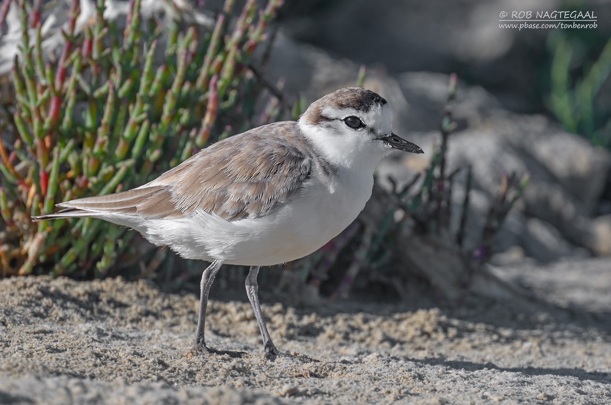 Пісочник білолобий - ML646600957