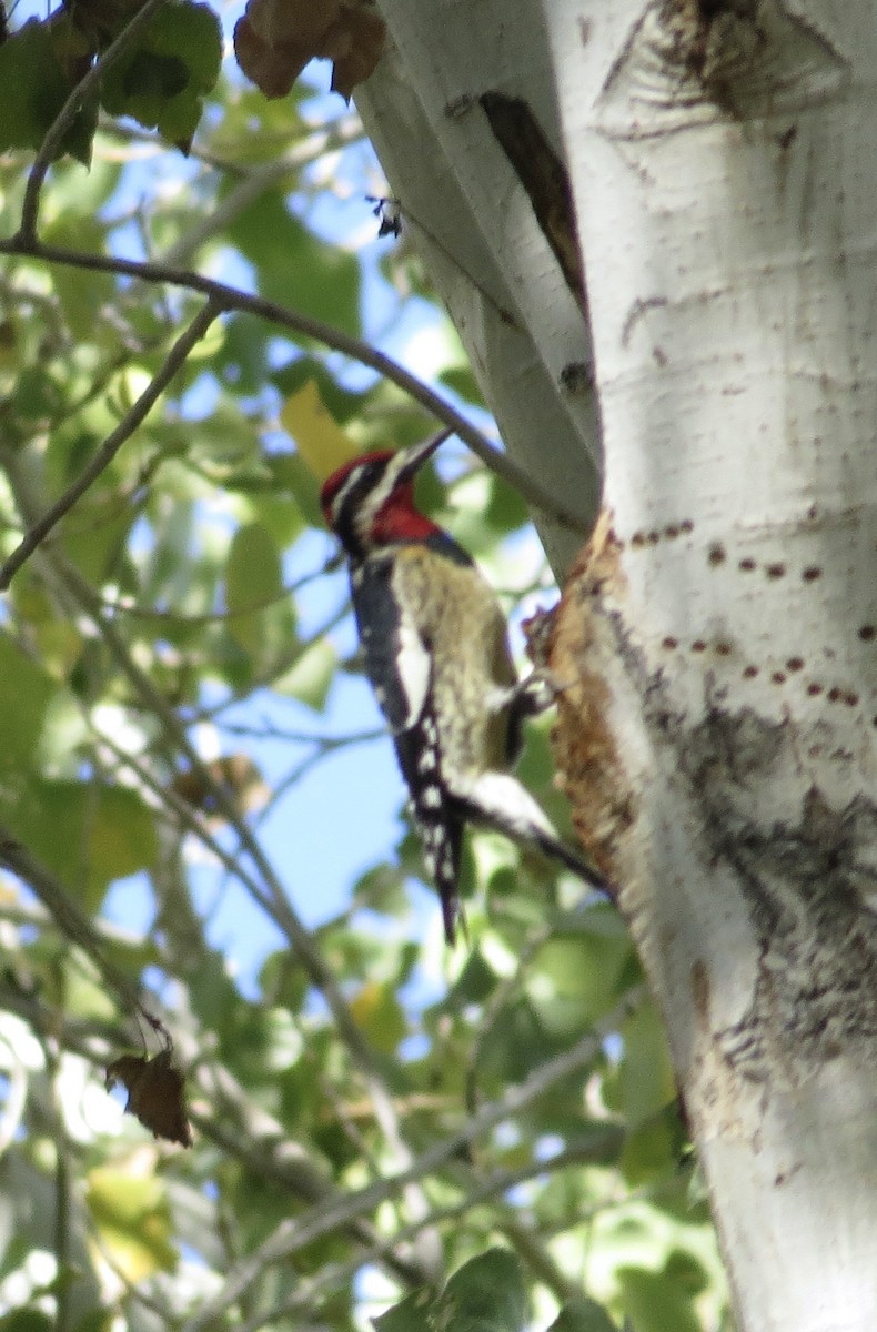 Red-naped Sapsucker - ML646600958