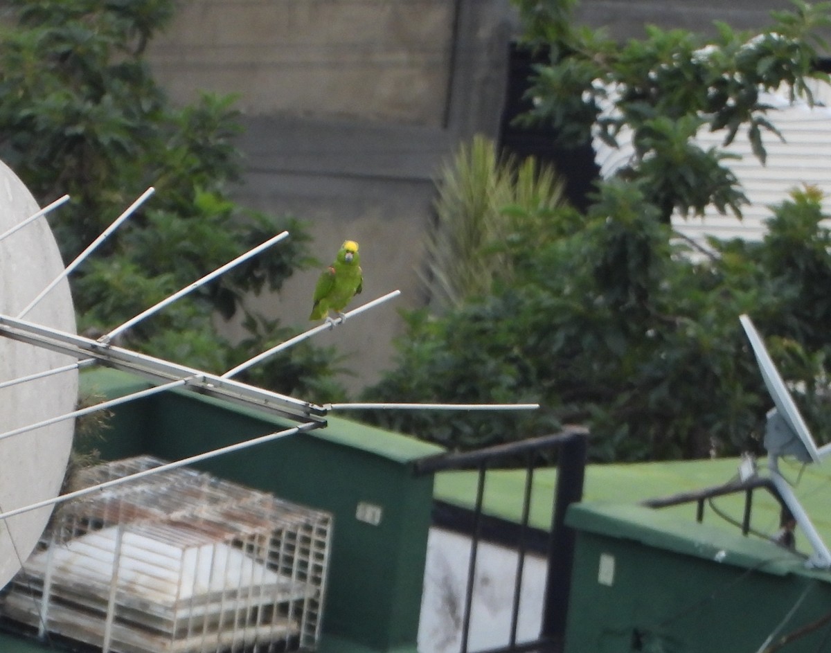 キビタイボウシインコ - ML646600961