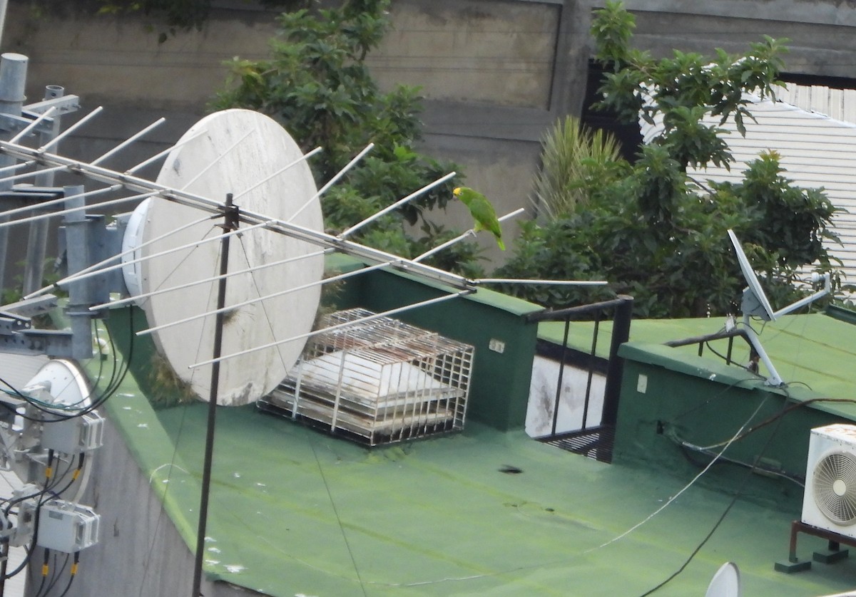 キビタイボウシインコ - ML646600962