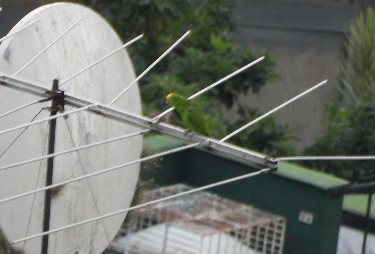 キビタイボウシインコ - ML646600964